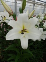 [4183 Saronno VH No02.JPG]